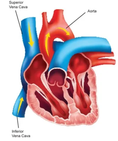 <p>Vein system near the artery that is the <strong>largest </strong>in your body. Carries oxygen-depleted blood back to your heart from the <strong>lower part</strong> of your body. Connects to <strong>venules </strong></p><p><span style="background-color: transparent;"><span>[Inferior vena cava → superior vena cava → veins → venules, </span><strong><span>and then to arterial system]</span></strong></span></p>