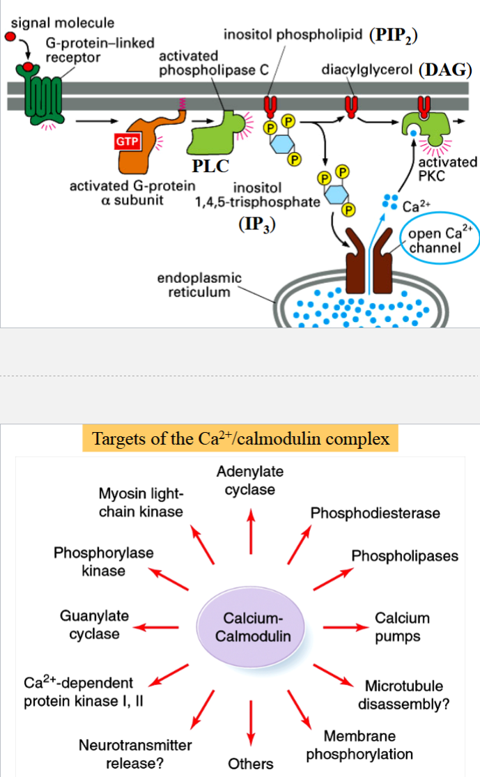 <p>begins with activation of a G protein</p><p>activated alpha subunit activates phospholipase C (PLC)</p><p>PLC catalyzes hydrolysis of phosphatidyl inositol biphosphate (PIP<sub>2</sub>) into diacyl glycerol (DAG, membrane bound) and inositol triphosphate (IP<sub>3</sub>, released as free cytoplasmic messenger)</p><p>DAG and IP<sub>3</sub> both can activate other cellular functions</p><p>IP<sub>3</sub> is ligand for IP-gated Ca<sup>2+</sup> channels on ER</p><p>released Ca<sup>2+</sup> ions bind to calmodulin → activates Ca<sup>2+</sup>/calmodulin-dependent (CaM) kinases</p>