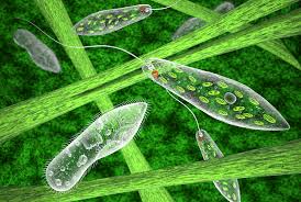 <p>Flagellated Cells </p><p>Red stigma </p>