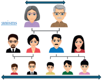 <ul><li><p><span style="background-color: transparent; font-family: "Helvetica Neue", sans-serif;">Organisms with more offspring can diversify their lineage faster</span></p></li><li><p><span style="background-color: transparent; font-family: "Helvetica Neue", sans-serif;">Rapid population growth within a family increases genetic variation</span></p></li><li><p><span style="background-color: transparent; font-family: "Helvetica Neue", sans-serif;">Each individual has a unique allele combination → Higher chance some survive new diseases</span></p></li><li><p><span style="background-color: transparent; font-family: "Helvetica Neue", sans-serif;">Natural selection likely favored this process for survival</span></p></li></ul><p></p>