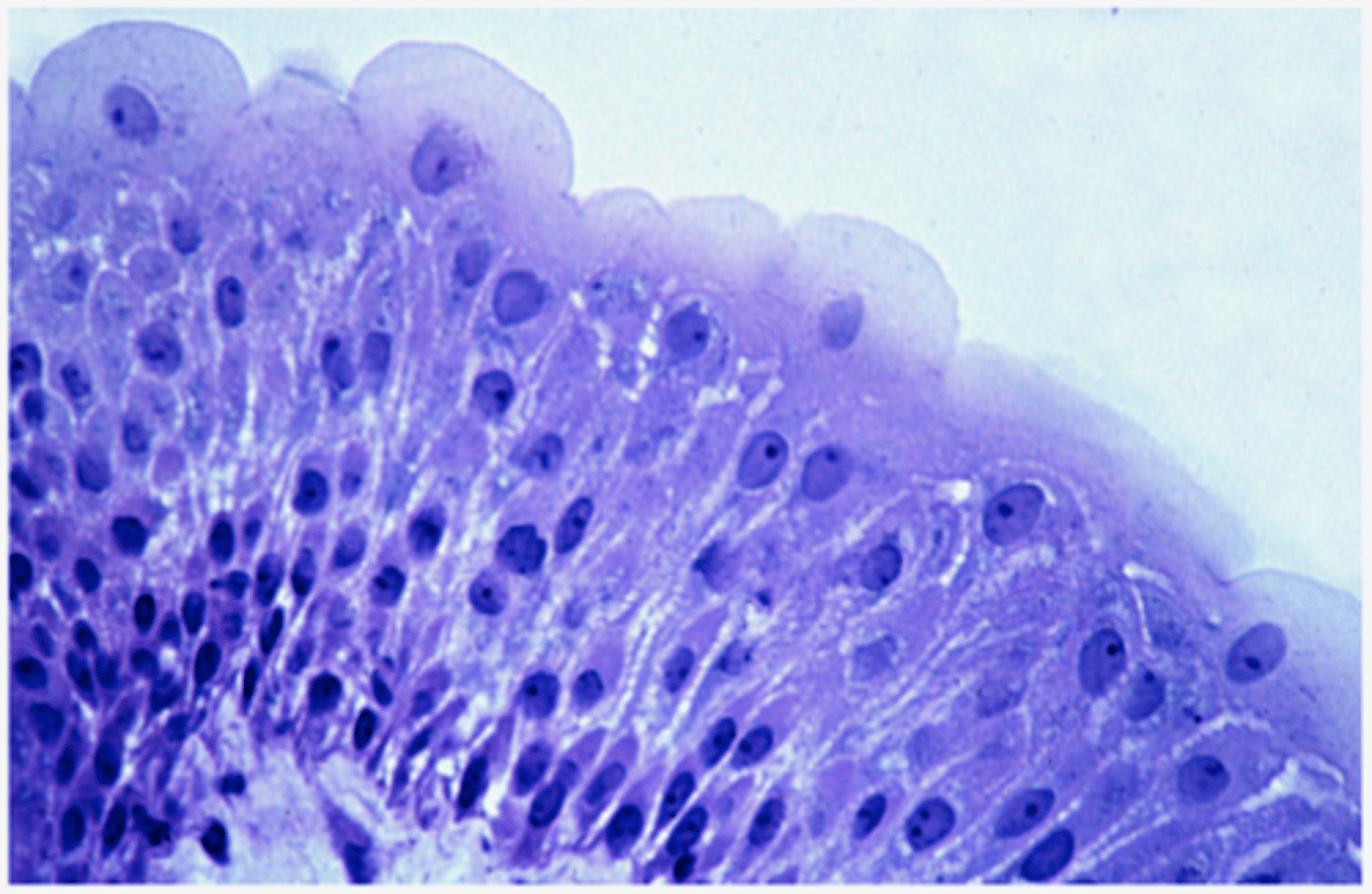 <p>Identify the type of epithelia</p>