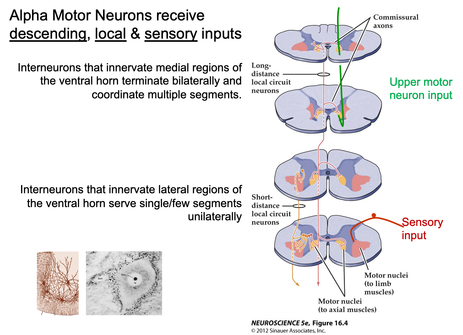 <p>In the diagram, how do upper motor neuron inputs and sensory inputs contribute to motor control?</p>