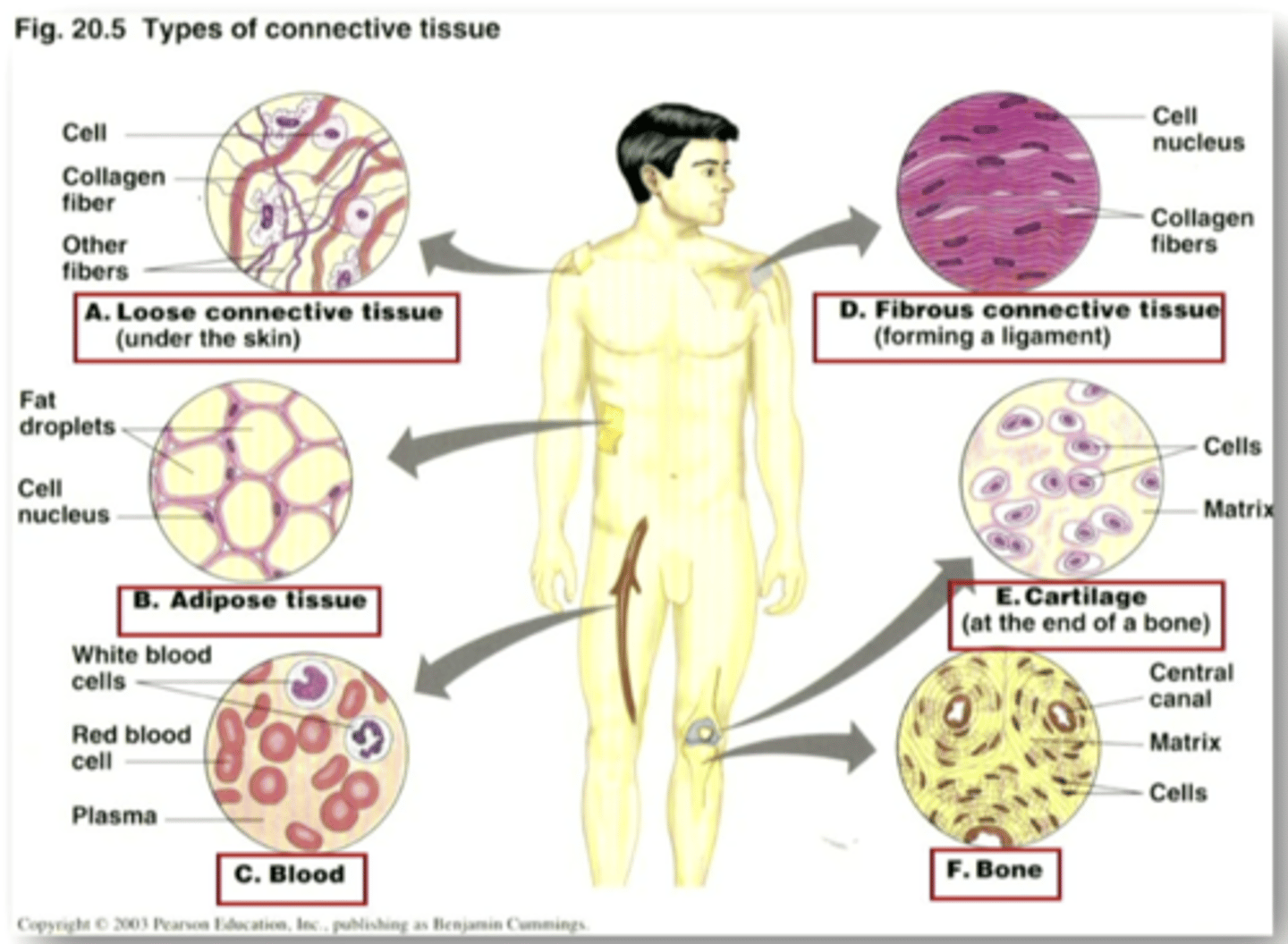 <p>in diseases such as rheumatoid arthritis, lupus, scleroderma, marfan syndrome, and ehlers-danlos syndrome, what cells are the target?</p>