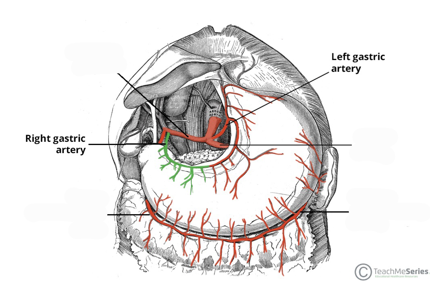 <p>right and left gastric arteries</p>