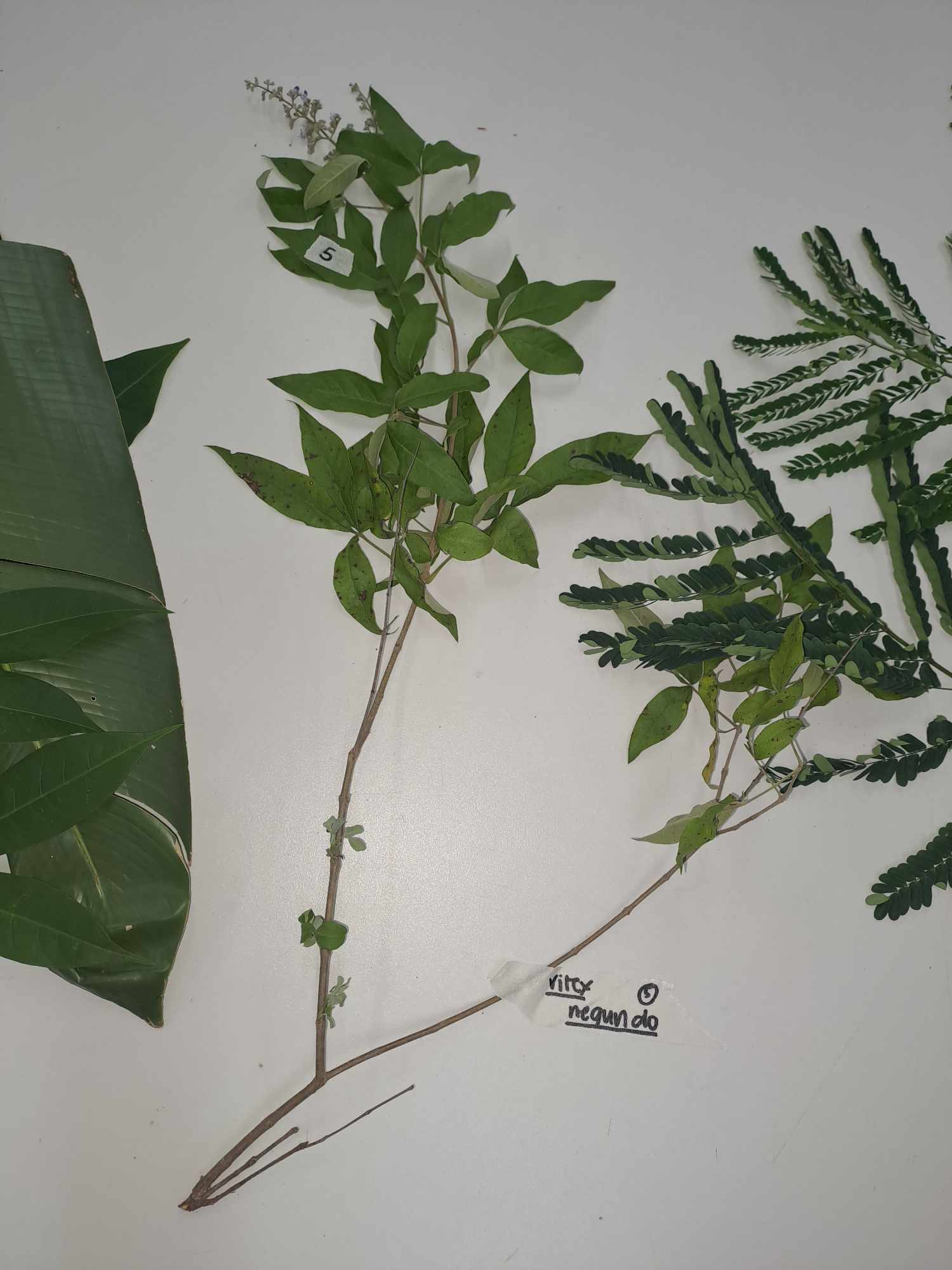<p>vitex negundo, </p>