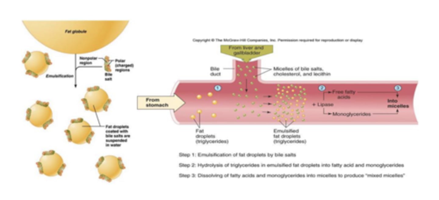 <p>emulsification of fat droplets by bile salts --&gt; hydrolysis if triglycerides in emulsified fat droplets into fatty acid &amp; monoglycerides --&gt; dissolving of fatty acids &amp; monoglycerides into micelles to produce mixed micelles </p>
