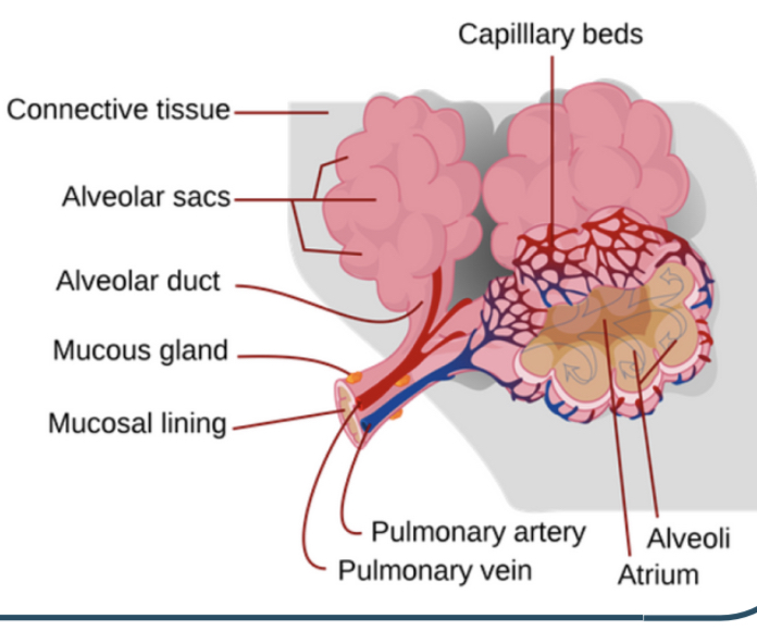 * Tiny air sacs 
* highly abundant in each lung - 300 million 
* surrounded by the capillary network 
* epithelium 1 cell thick