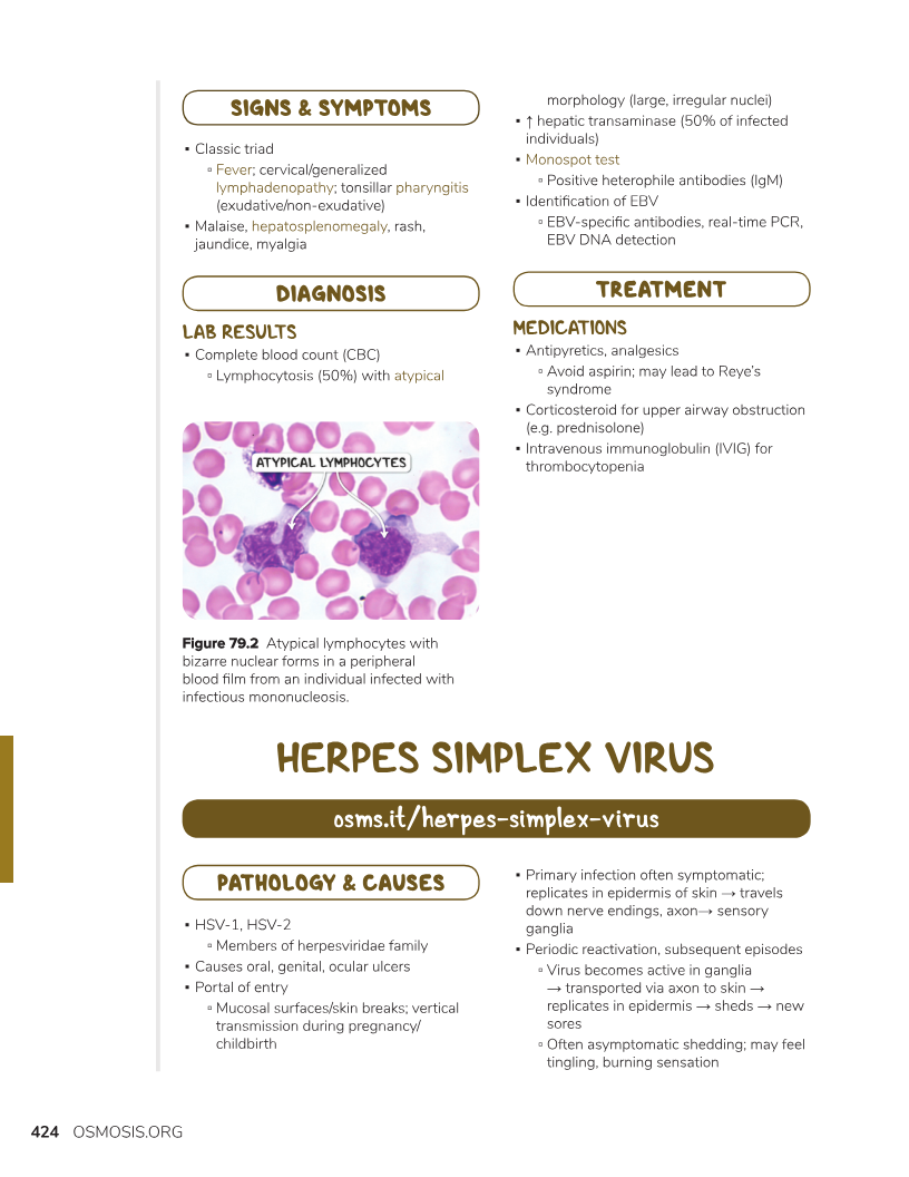 <p>E:<br><u>HSV-1:</u><br>oral herpes<br>more common</p><p><u>HSV-2:</u><br>genital herpes<br>multiple sexual partners<br>monogamy→5-10% risk of transmission</p><p>CM:<br>grouped vesicles on erythematous base<br>recurrent cases→tingling or pain</p><p>triggers:<br>UV light exposure<br>dental procedures</p><p><u>HSV-1:</u><br>cold sore<br>high fever<br>leukocyte adhesion deficiency (LAD)<br>malaise<br>duration: 1-2 weeks untxd<br>-oral mucosa<br>-tongue<br>-tonsils<br>-lips</p><p><u>HSV-2:</u><br>asx shedding→no clinical lesions/sx→still infectious with sexual contact<br><strong>painful</strong><br>dysuria<br>fever<br>flu-like sx<br>leukocyte adhesion deficiency (LAD)<br>duration: 3+ weeks untxd<br>-vagina<br>-rectum<br>-penis<br>-buttock</p><p>DX: viral culture<br>specific for acute lesions<br>not in older/crusted lesions</p><p>TX:<br><u>HSV-1:</u><br>NP:<br>daily sunblock on lips</p><p>MX:<br><strong>prodrome→valacyclovir BID x 1 day<br>dental/laser procedures prophx→ valacyclovir BID x 14 days (start 24 hours before surgery)</strong><br>topical acyclovir crm<br>topical pencyclovir<br>topical tetracaine<br><strong>inflammatory rxn prophx→fluocinonide gel 0.05% TID+systemic tx</strong></p><p><u>HSV-2:</u><br>NP:<br>condom use<br>active lesions→avoid sexual exposure</p><p>MX:<br>PO valacyclovir BID x 7-10 days<br>6-12 outbreaks/year→PO valacyclovir QD (reduces shedding by 95%)</p>