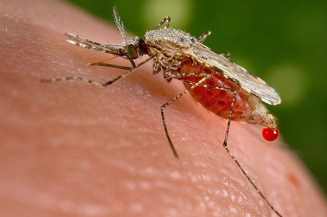 <p><span>Vectors for diseases including malaria, dengue, Zika virus, chikungunya, and West Nile virus.</span></p>