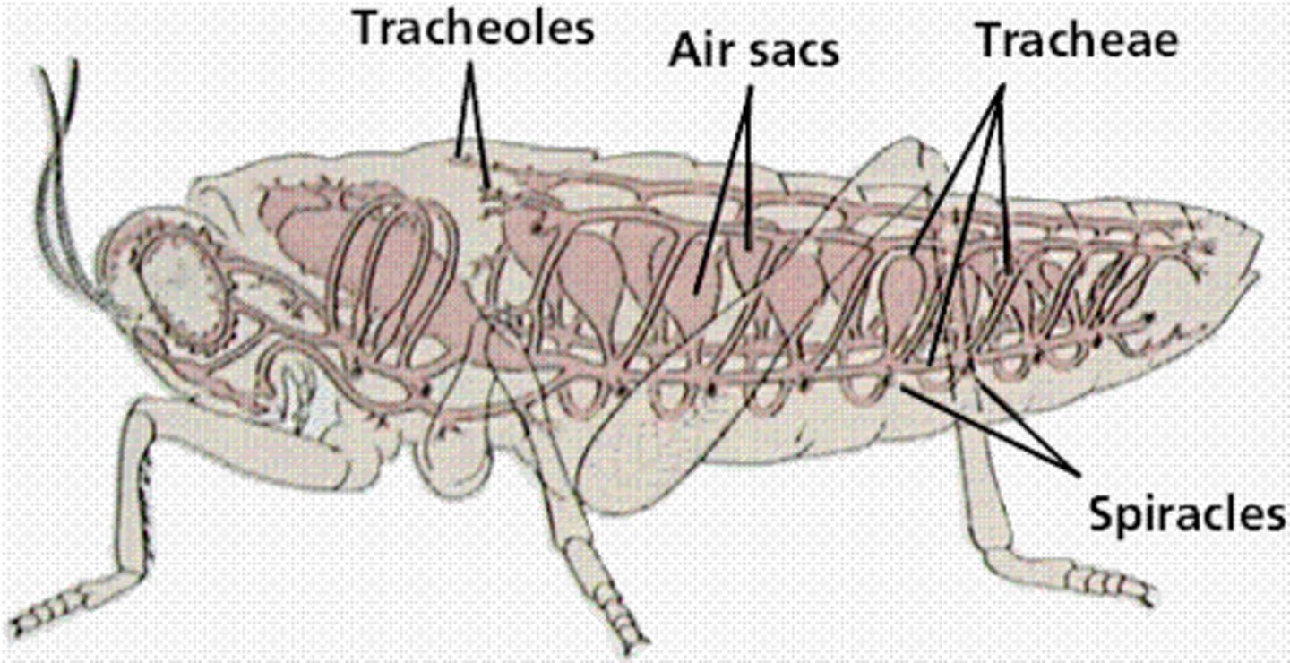 <p>● Spiracles= holes on the body's surface which may be</p><p>opened or closed by a valve for gas or water exchange.</p><p>● Tracheae= large tubes extending through all body</p><p>tissues, supported by rings to prevent collapse.</p><p>● Tracheoles= smaller branches dividing off the tracheae.</p>