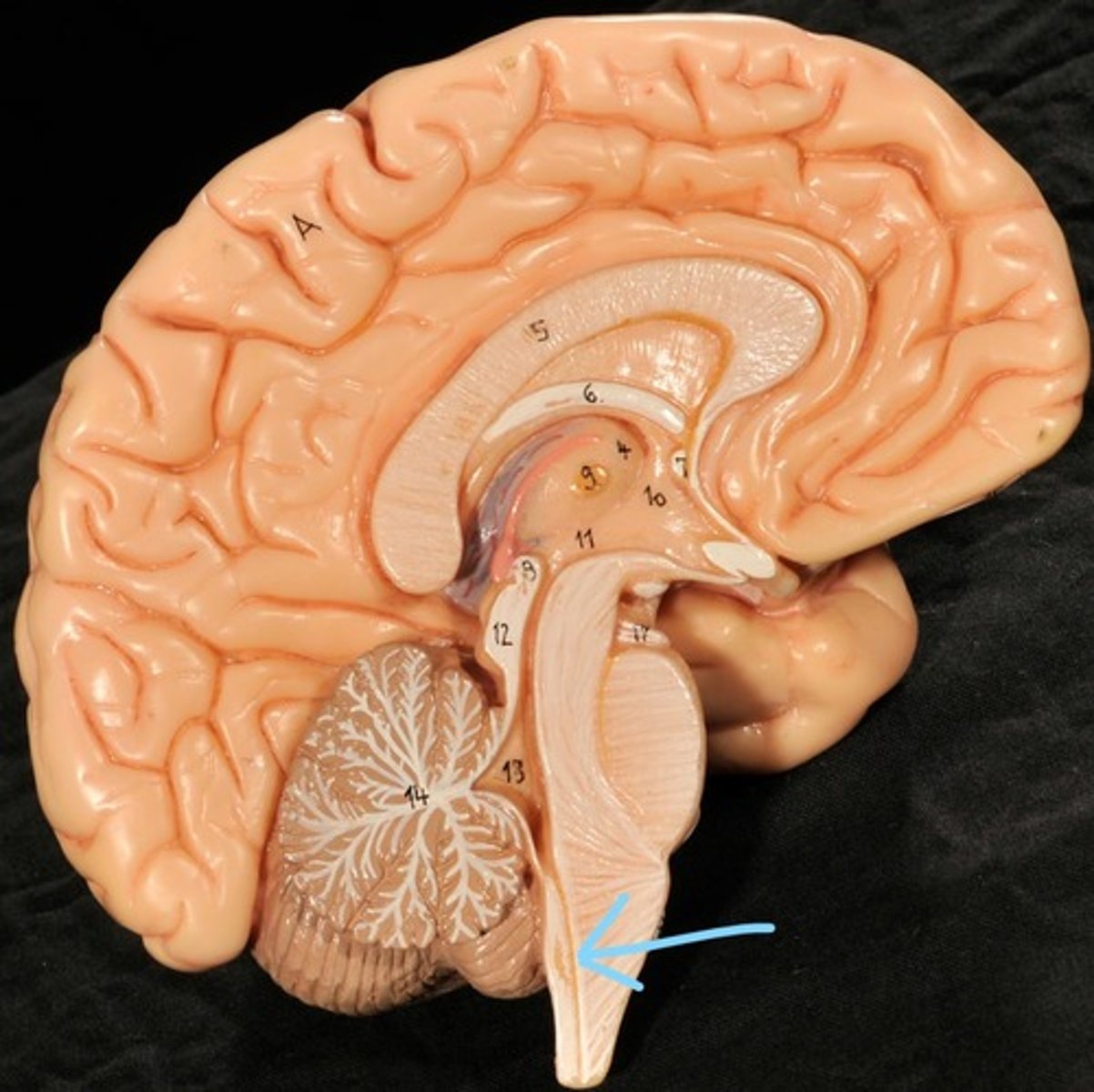 <p>Takes Cerebrospinal fluid down to the spinal cord</p>