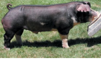 <p>What is this breed?</p>