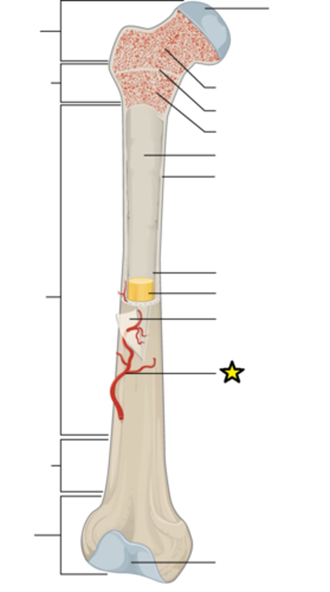 <p>Large artery that enters compact bone near the middle of the diaphysis</p>