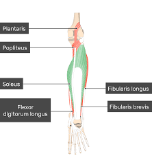 <p>soleus</p>