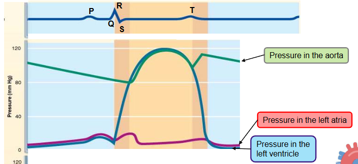 <p><strong>ventricular filling (passive)</strong></p><ul><li><p>the pressure in the relaxing ventricle falls below the pressure in the atrium</p><ul><li><p>AV valve opens</p></li><li><p>blood flows from the atrium to the ventricle</p></li></ul></li></ul><p></p>