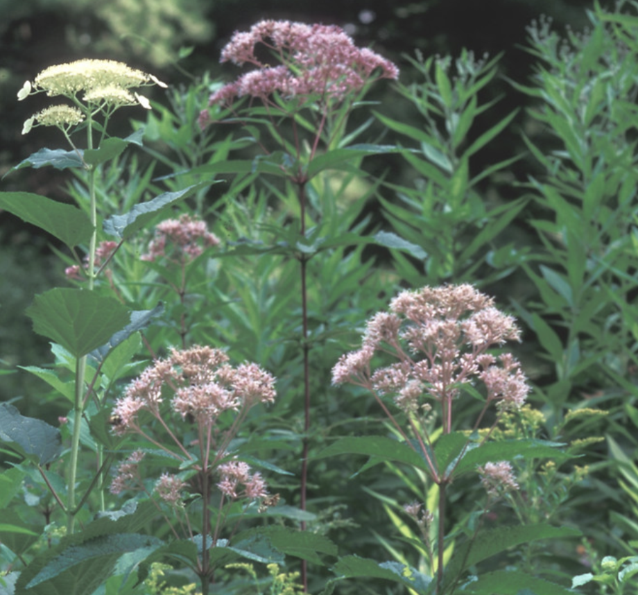 <p>joe-pye weed&nbsp;</p>