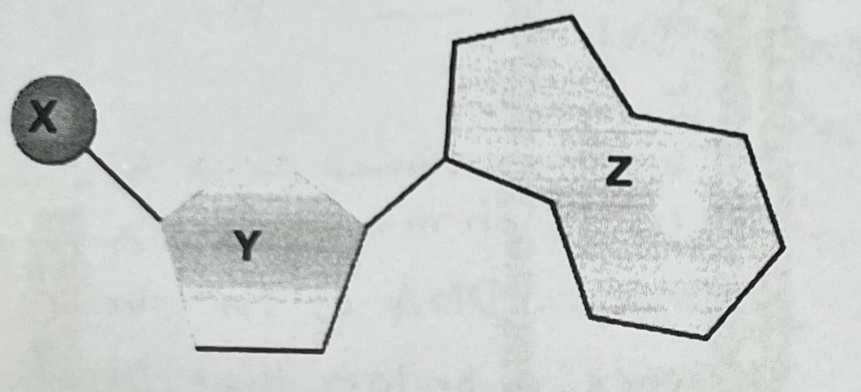 <p>Label the 3 parts of a nucleotide below, X, Y, and Z</p>