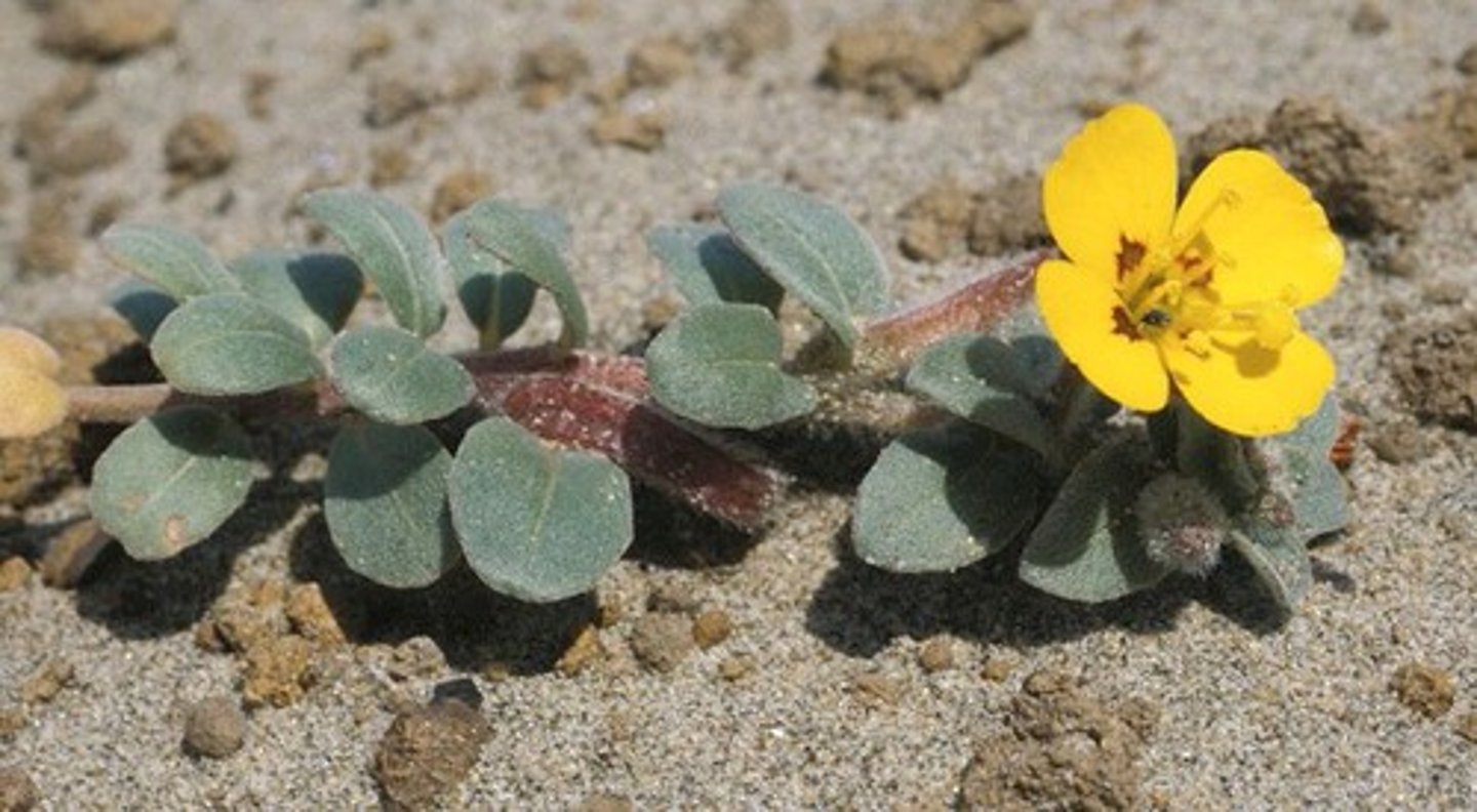 <p>Traits: Low, wind-pruned, salt-tolerant shrubs; sandy, shifting soils; high endemism.</p><p>Plant Adaptations: Deep taproots, hairy leaves, prostrate growth, rapid colonization of bare sand.</p>