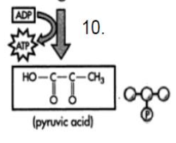 <ul><li><p class=""><strong>What happens?</strong> The last phosphate is removed and added to ADP → <strong>more ATP made</strong>.</p></li><li><p class=""><strong>Why?</strong> Final ATP payout.</p></li><li><p class=""><strong>Energy?</strong> <strong>2 ATP made</strong> here (1 per G3P).</p></li><li><p class=""><strong>End Result?</strong> You get 2 pyruvate, ready for the next stage.</p></li></ul><p class=""><strong>Analogy:</strong> Like launching the final piece of a firework show — boom, big payoff.</p>