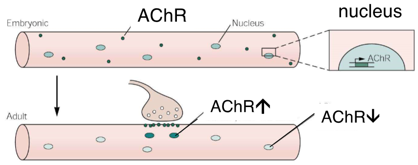 <p>erhöhte Transkription in sub-synaptische Nuklei</p>