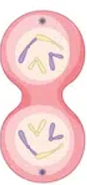 <ul><li><p>Chromosomes uncoil</p></li><li><p>Spindle fibres break down</p></li><li><p>New nuclear envelope begins to form</p></li></ul><p></p>