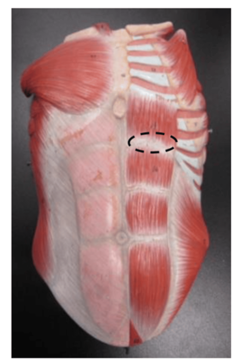 <p>between abs</p>