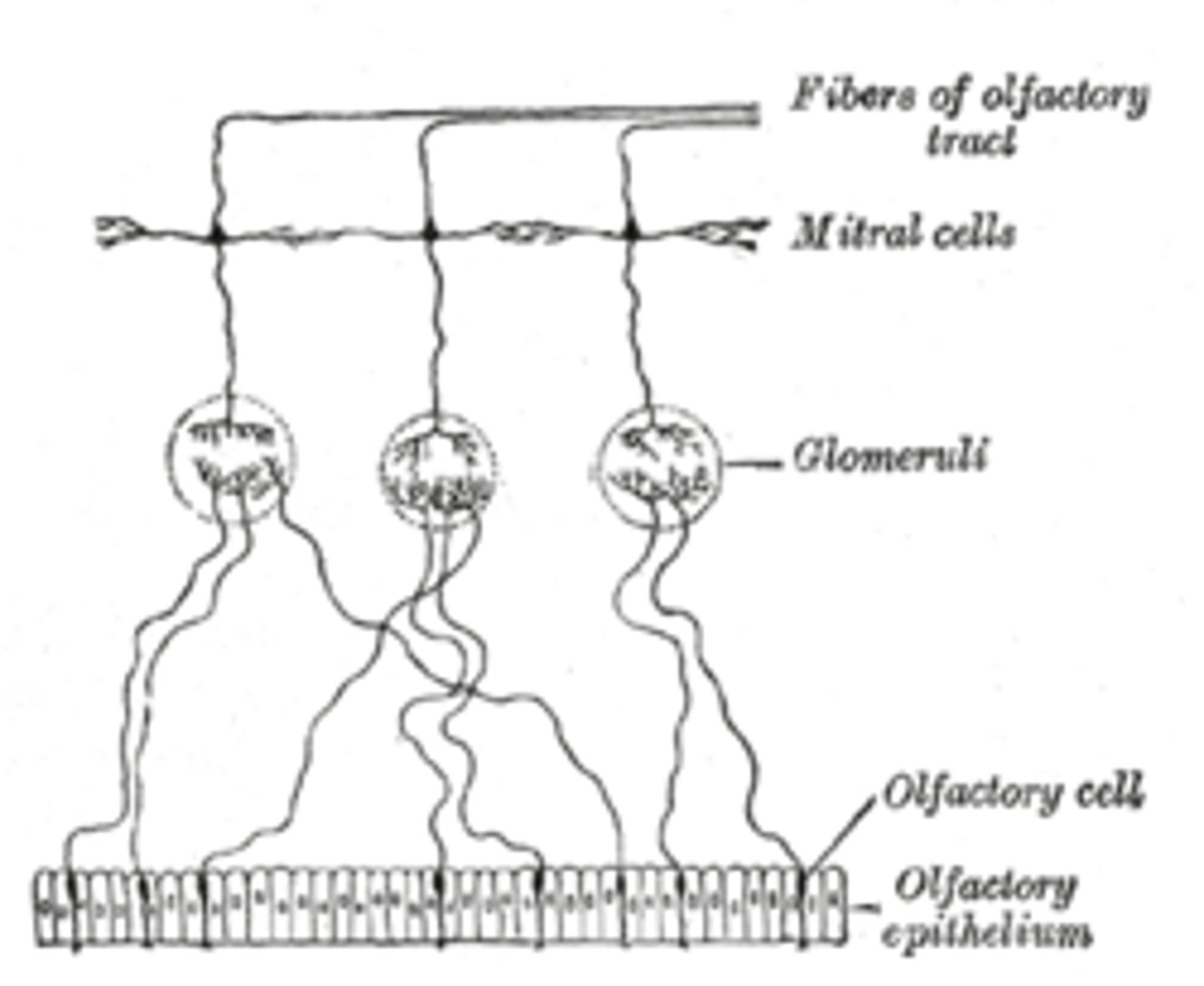 <p>(C) Mitral/Tufted Cell</p><p>After olfactory cells synapse to their specific glomerulus, the cells then travel to the Mitral/Tufted Cell, which projects to the brain.</p>