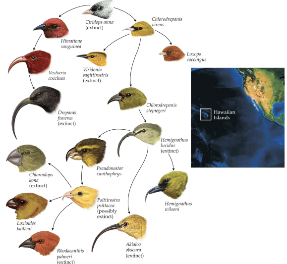 <p>case study #2: honeycreepers and lobeliads</p>