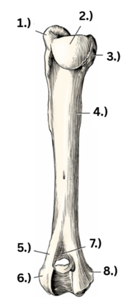 <p>8</p>
