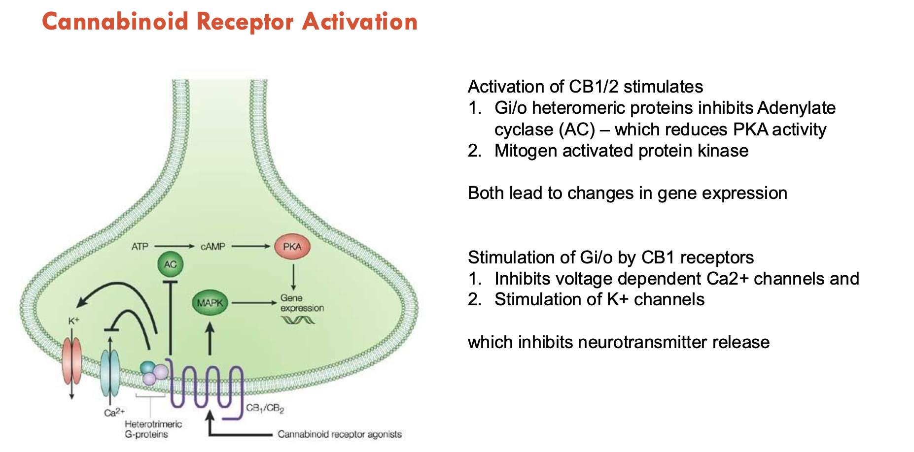 <p>Activation of CB1/2 stimulates the following, which lead to changes in gene expression:</p><ol><li><p>G<sub>i/o</sub> heteromeric proteins → inhibits adenylate cyclase → reduce PKA activity</p></li><li><p>Mitogen → activates protein kinase</p></li></ol><p></p><p>Stimulation of G<sub>i/o</sub> by CB1 receptors inhibits voltage-dependent Ca<sup>2+</sup> channels and stimulates K<sup>+</sup> channels → inhibits NT release</p><p></p>