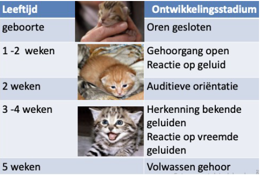 <p>■ Het gehoor van de kat is aangepast om prooien te kunnen detecteren</p><p></p><p>■ Ruime range: 10-60 kHz</p><p>● Horen ultrasoon geluid</p><p>○ Prooien onder andere ratten communiceren ultrasoon</p><p></p><p>○ Nachtjager: locatie prooi via gehoor</p><p></p><p>○ Vorm oorschelp is belangrijk!</p><p></p><p>○ Positie oorschelp kan 180° draaien en kan geluidswaarneming beïnvloeden</p><p></p><p>○ Doofheid</p><p>■ Aangeboren genetisch witte haarkleur/ blauwe iris</p><p>● Autosomaal dominant W gene)</p><p></p><p>○ doofheid/ verworven</p><p>■ Medicatie, ouderdom</p><p>● Antibiotica kan dit doen</p>