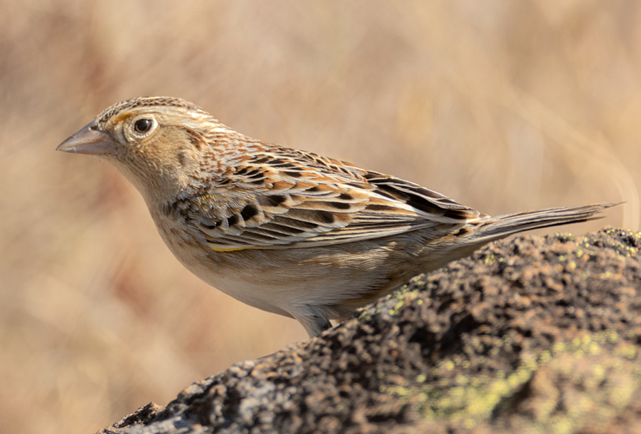 <p>What is this bird?</p>