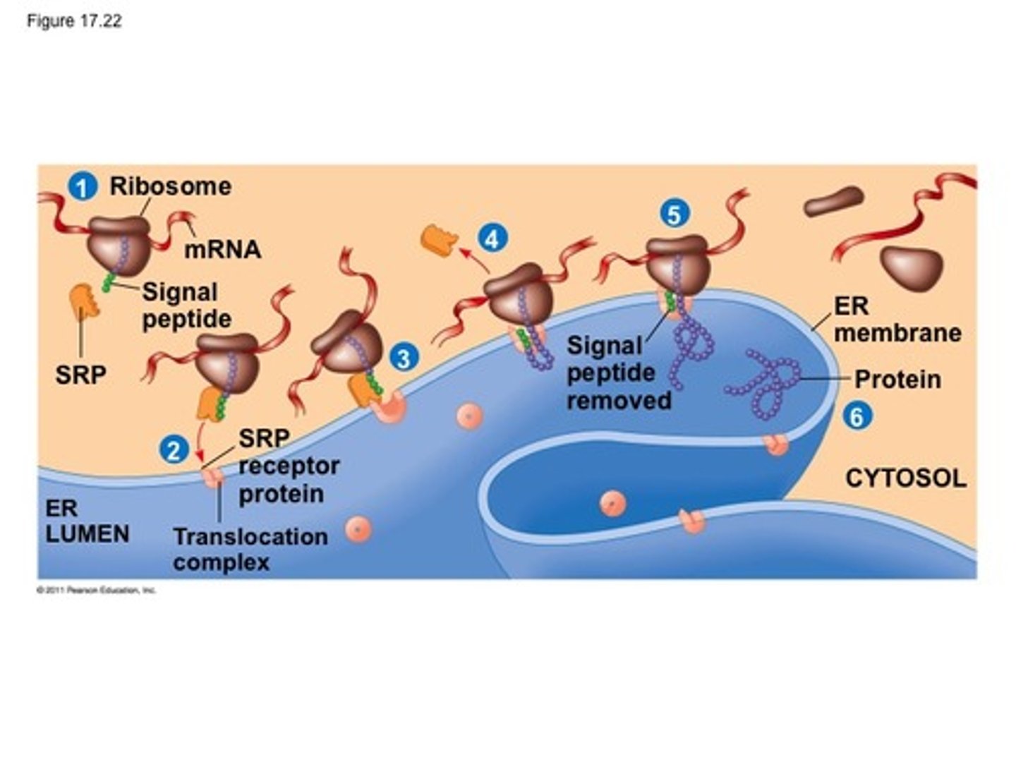 <p>A sequence of about 20 amino acids at or near the leading (amino) end of a polypeptide that targets it to the endoplasmic reticulum or other organelles in a eukaryotic cell.</p>