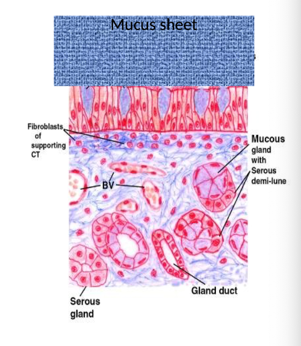 <p>Goblet cells produce a<strong> mucus sheet</strong></p><ul><li><p>Produced by goblet cells and sub- mucosal glands</p></li><li><p>Moistens air</p></li><li><p>Traps particulate matter</p></li></ul><p><strong>Cilia</strong></p><ul><li><p>Motile- beat in concert</p></li></ul><ul><li><p>Mucus and trapped particulate is wafted towards pharynx where it is swallowed or expectorated</p></li></ul><p><strong>Submucosa is also highly vascular (bvs)</strong></p><p>• Warms the incoming air</p><p>• Acts like an erectile tissue</p><ul><li><p><strong>Congestion</strong>- disrupts airflow</p></li><li><p><strong>Vasoconstriction-</strong> allows increased airflow during exercise</p></li></ul><p></p>