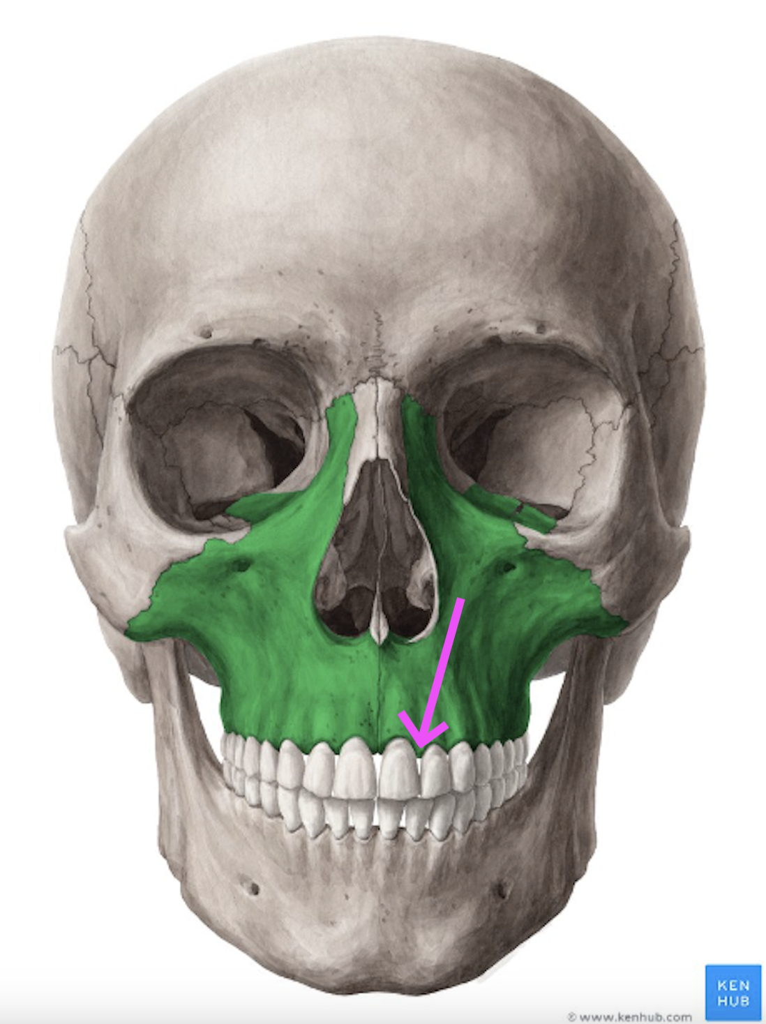 <p>What bone marking is this?</p>