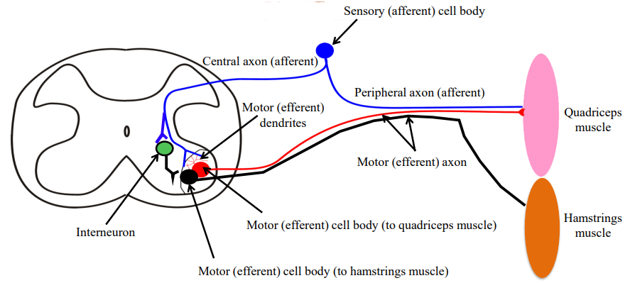 <ul><li><p>The afferent neuron is excitatory and activates this inhibitory interneuron (green). </p></li><li><p>Makes contact onto a efferent neuron (black). </p></li><li><p>The efferent neuron innervates the antagonistic muscle, for quadriceps its the hamstring.</p></li><li><p>The inhibitory interneuron inhibits the efferent neuron to the hamstring, preventing the hamstrings from contracting.</p></li></ul><p></p>