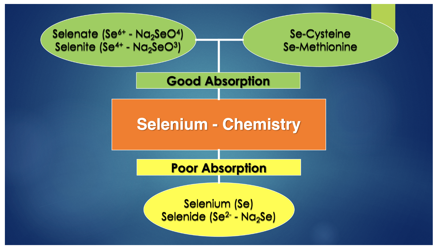 Selenium forms with positive charges or those that are organic (e.g., Se-methionine) are more easily absorbed.  In addition, the organic forms elicit almost no toxicity issues.

Selenium is for the most part absorbed in the duodenum and lower portions of the small intestine.

Selenium *intake levels of less than 0.05 ppm results in deficiency* for many livestock species, while *levels in the hundreds of ppm lead to acute toxicity*.  *Intake levels of 5 to 50 ppm for an extended period* of consumption leads to “*Chronic Alkali Disease*” (a chronic selenium toxicity).

For humans, the safe upper limit is 200 mg/day, whereas less than 20 mg/day would lead to deficiency.