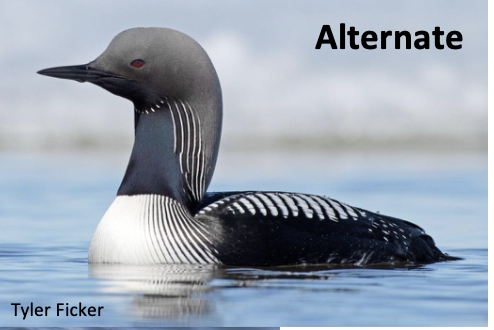 <p>Inshore ocean waters</p>