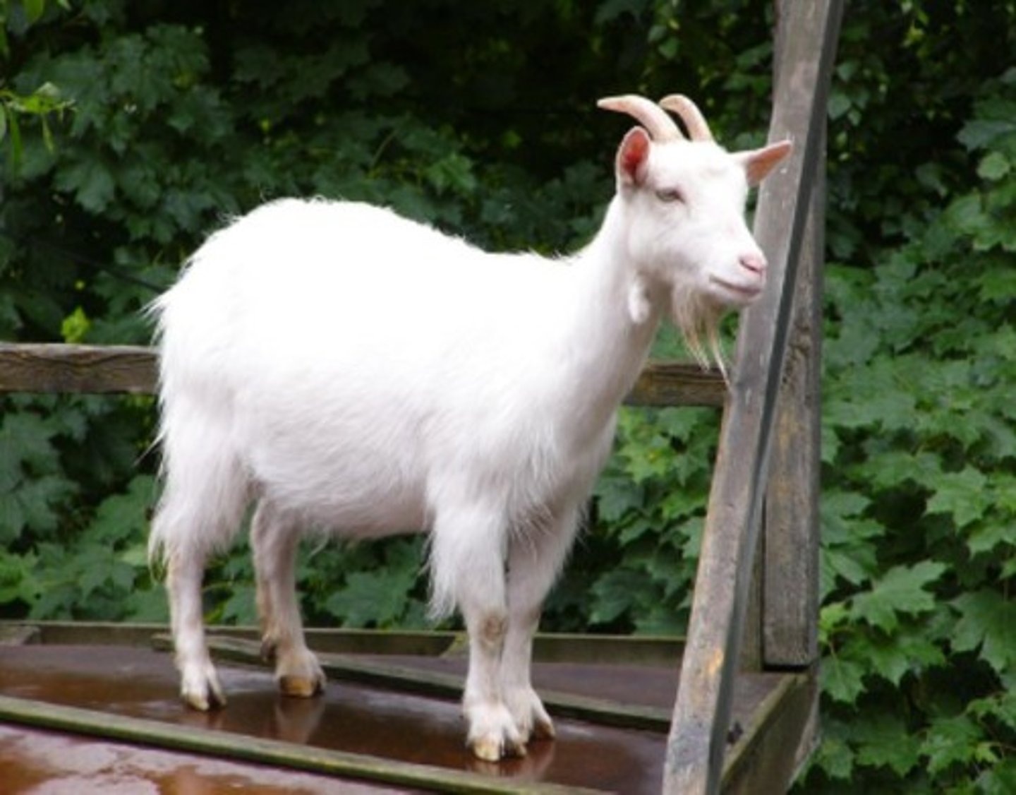 <p>/ɡoʊt/ con dê</p>