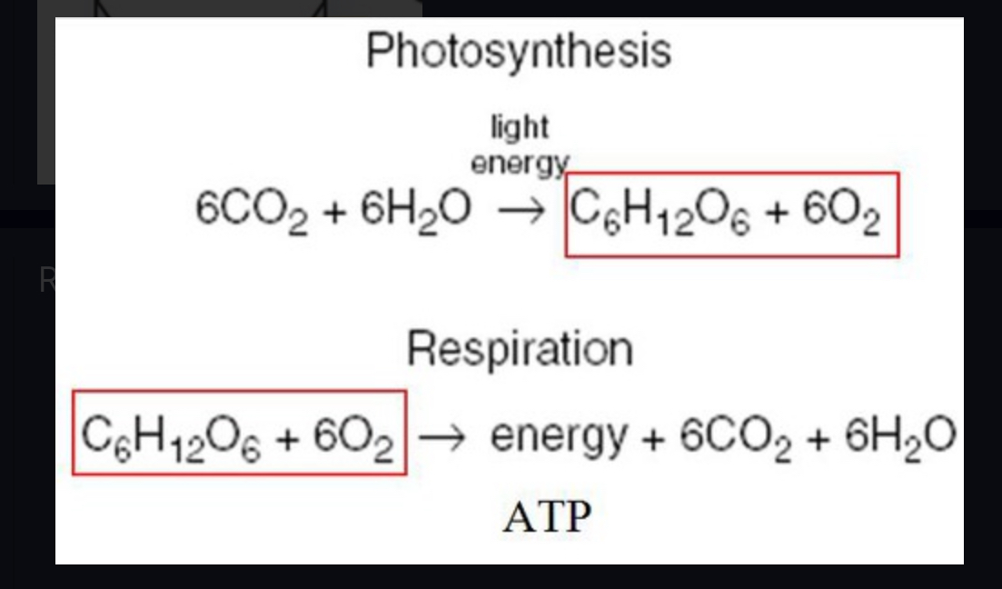 <p>Released during the light reactions by splitting water</p>