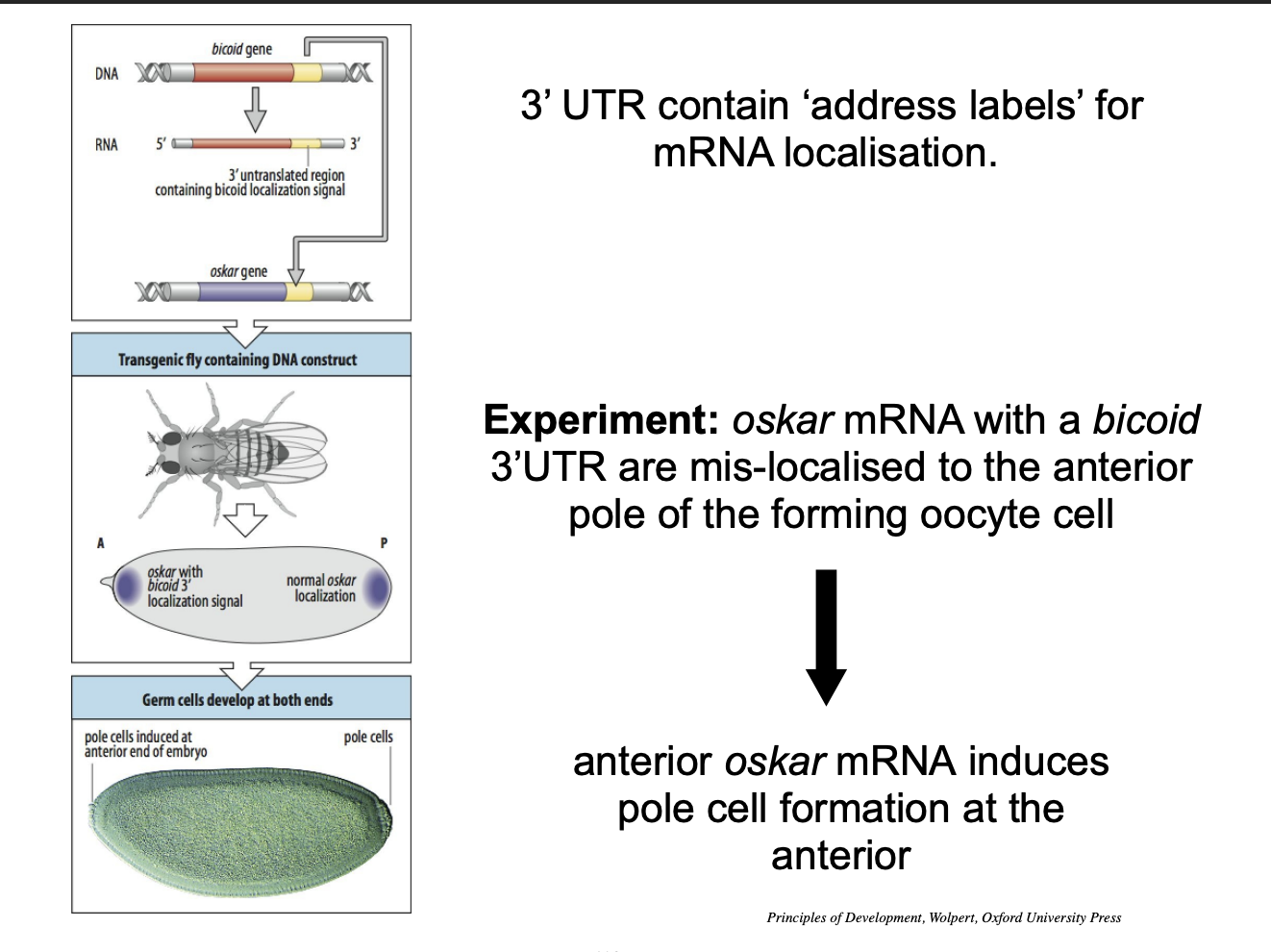 <p>Experiment:</p><ol><li><p>oskar transgene fitted with <strong>bicoid</strong> 3’ UTR sequences</p></li></ol><p>Result:</p><ul><li><p>oaskar mRNA localised with bicoid mRNA</p></li><li><p>pole cells then form  at the <strong>anterior</strong> end</p></li></ul><p></p>