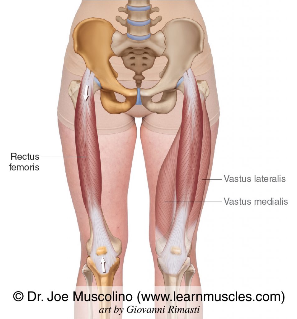 <p>QUADRISEPS Origin: Iliac spine Insertion: Tibial tuberosity and patella Action: Thigh flexion and leg extension</p>