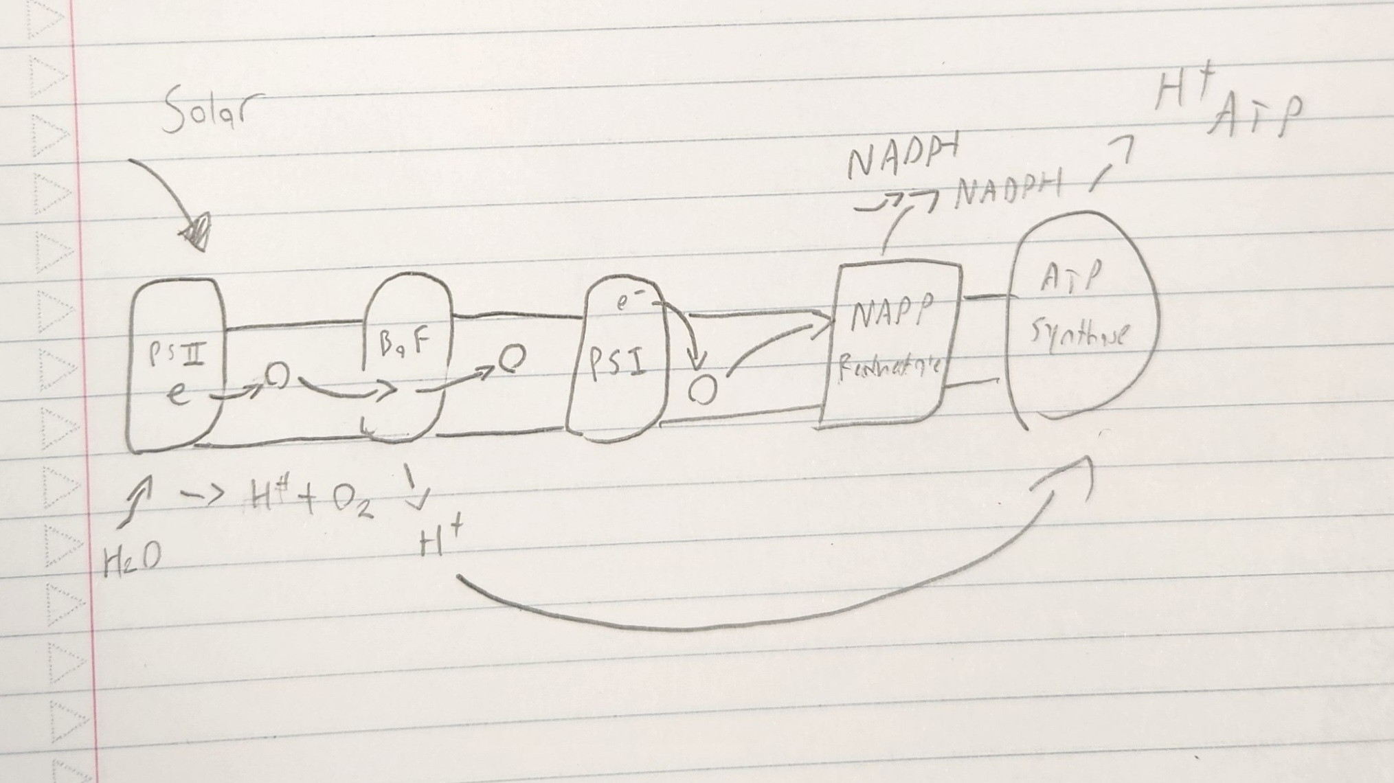 <p><strong>Which diagram is this?</strong></p>