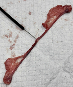 <p>Identify the specie where this organ came from and determine the organ system</p>