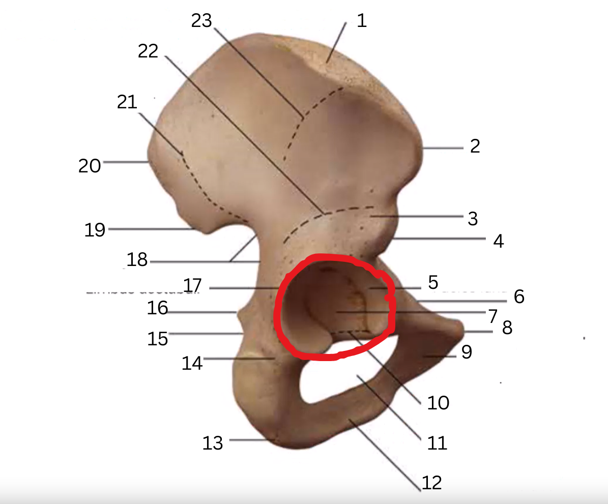 <p>dorsaal aanzicht</p>