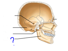 <p>Depressions and openings for blood vessels &amp; nerves</p><ul><li><p>furrow</p></li></ul>
