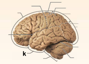 <p>Identify the structure labeled <strong>“k”</strong> in the image.</p>