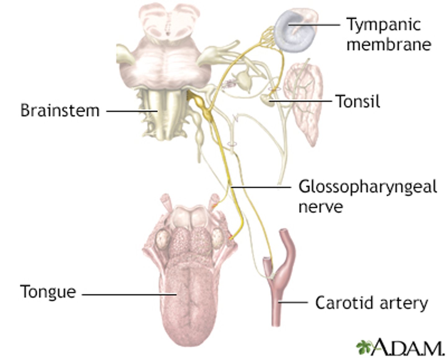 <p>1. Loss of taste sensation from the (1/3) posterior tongue</p><p>2. Dysphagia, impairing swallowing reflexes.</p><p>3. Loss of gag reflex (diminishes or disappears)</p><p>4. Salivation alters (reduced production by parotid gland) impaired parasympathetic fibers</p><p>5. Damage to cardiovascular reflexes, BP/ O2... disregulation</p>
