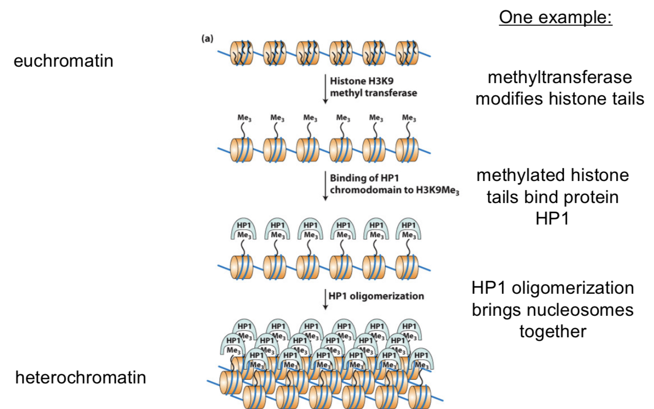 <p>histone H3</p>