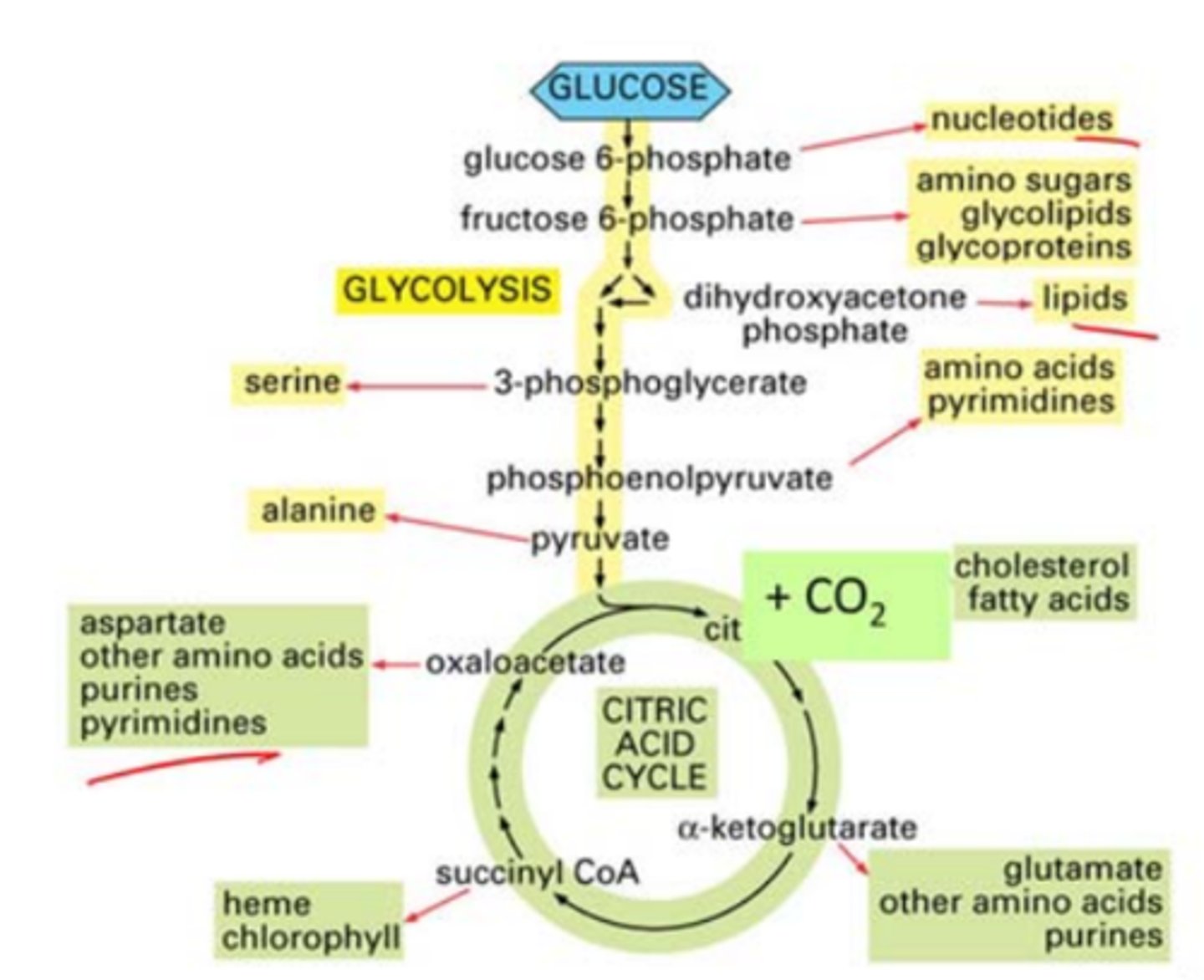 <p>completes the breakdown of glucose</p><p>central point of lipid, carb, and protein breakdown</p><p>in mitochondria</p><p>intermediates recylced</p>
